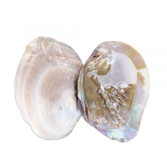 HesseSchmuck-Perlen-PerlenzuchtundPerlenarten-JuwelierJasper-1x1